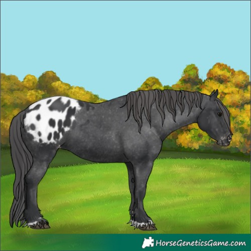 Horse Color:Black Appaloosa 