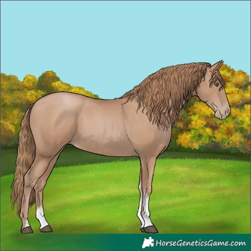 Horse Color:Black Pearl Sabino 