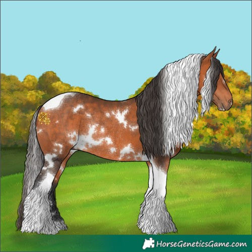 Horse Color:White Spotted Bay Tobiano Rabicano 