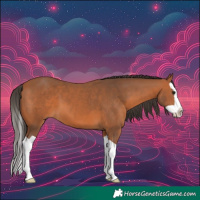 Horse Color:Bay Splash