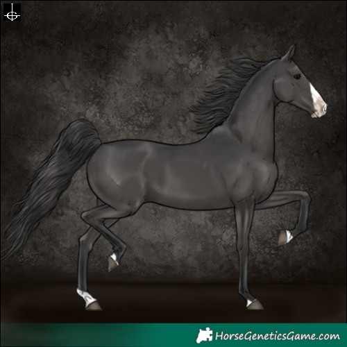 Horse Color:Black Splash