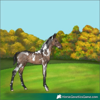Horse Color:White Spotted Brown Dun Rabicano Brindle