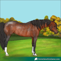 Horse Color:Brown Rabicano 