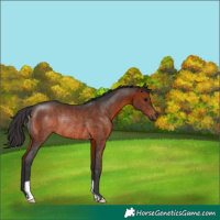Horse Color:Brown Rabicano 