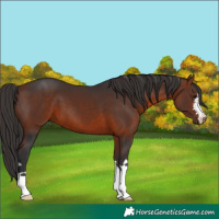 Horse Color:Bay 