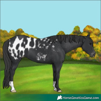 Horse Color:Black Appaloosa