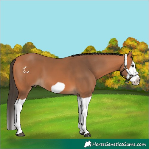 Horse Color:Bay Splash Frame 