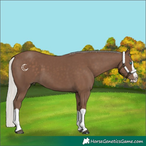 Horse Color:Silver Black Splash 