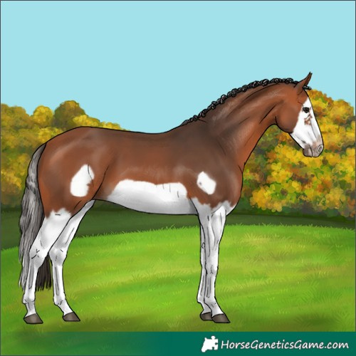 Horse Color:Bay Splash Frame