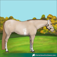 Horse Color:Grullo Pearl Sabino 