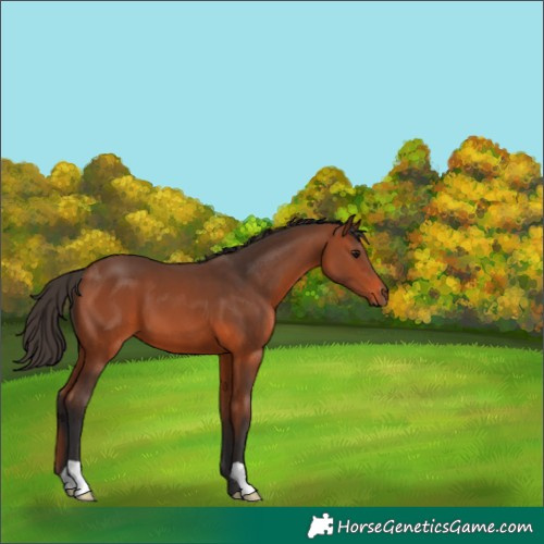 Horse Color:Bay 
