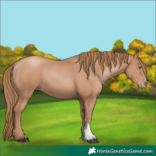 Horse Color:Black Pearl Sabino 