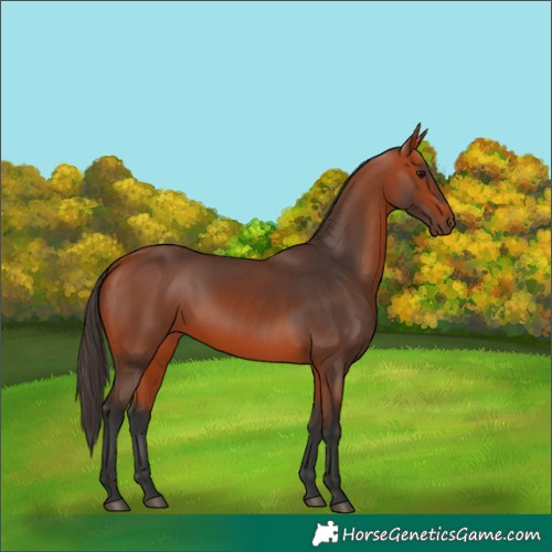 Horse Color:Bay 