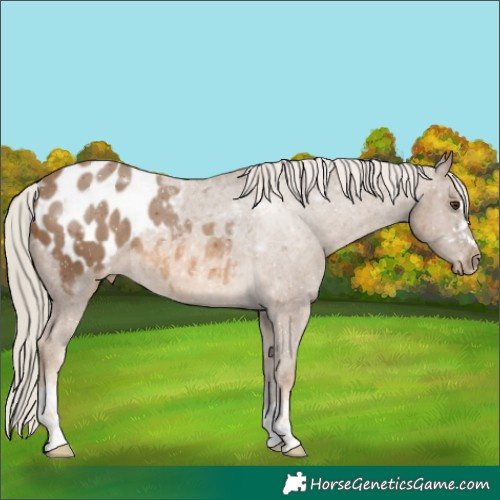 Horse Color:Chocolate Palomino Appaloosa 