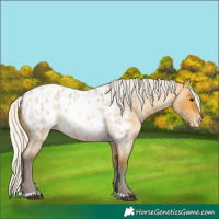 Horse Color:Silver Buckskin Roan Appaloosa 
