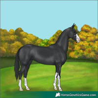 Horse Color:Black 