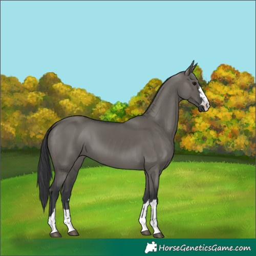 Horse Color:Grullo 