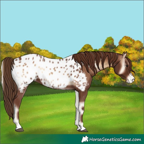 Horse Color:Red Onyx Appaloosa 
