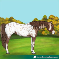 Horse Color:Red Onyx Appaloosa