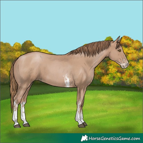 Horse Color:Black Pearl Sabino
