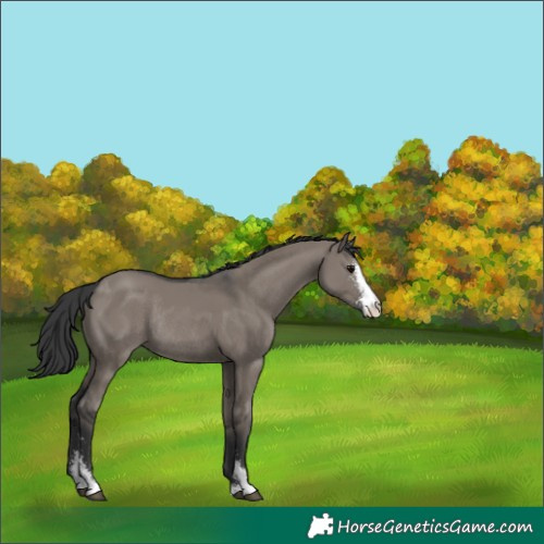 Horse Color:Unknown 
