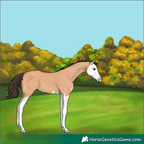 Horse Color:Bay Dun Sabino Splash 