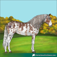Horse Color:Gray Silver Bay Sabino 