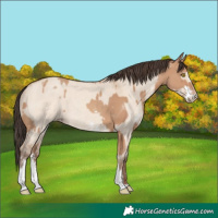 Horse Color:Amber Champagne Sabino Rabicano  and Amber Champagne Dun Sabino Rabicano 