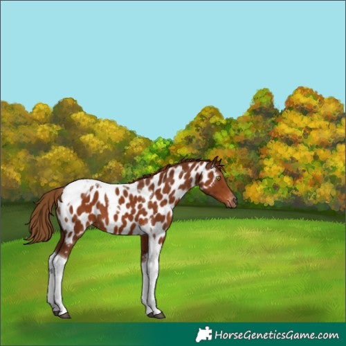 Horse Color:Gray Chestnut Tobiano Appaloosa 