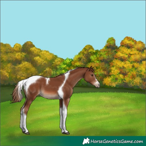 Horse Color:Chestnut Tobiano 