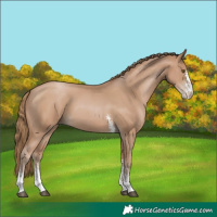 Horse Color:Black Pearl Sabino 