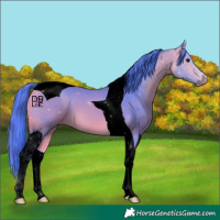 Horse Color:Void Watercolor Buckskin Tobiano 