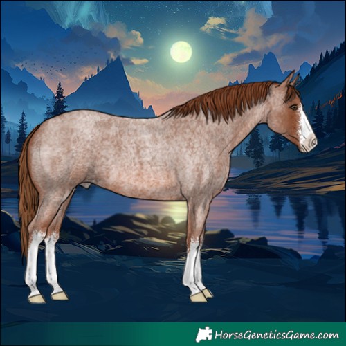 Horse Color:White Spotted Red Roan 