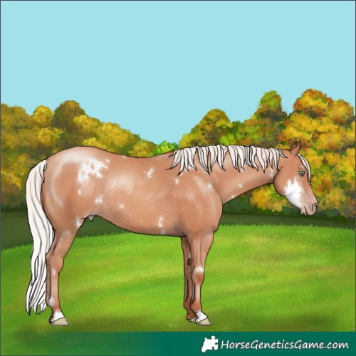 Horse Color:White Spotted Silver Amber Champagne Rabicano 