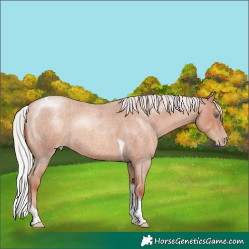 Horse Color:Silver Sable Champagne Roan Tobiano 