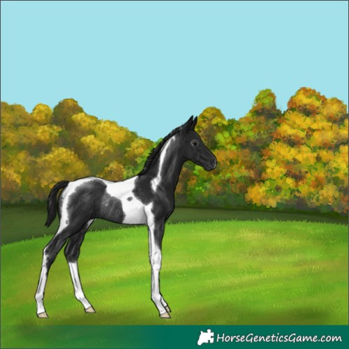 Horse Color:Gray Black Tobiano Rabicano 