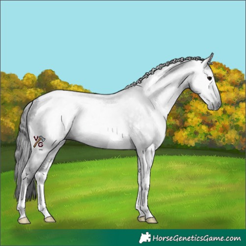 Horse Color:Gray Black Tobiano Rabicano 