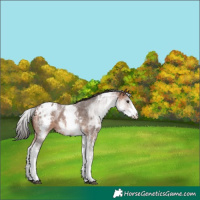 Horse Color:White Spotted Bay Sabino Blanket 