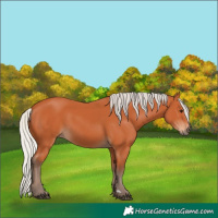 Horse Color:Silver Bay 