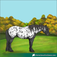Horse Color:Black Near Leopard 