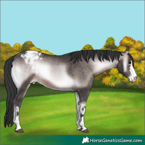 Horse Color:Platinum Brown Onyx Appaloosa 