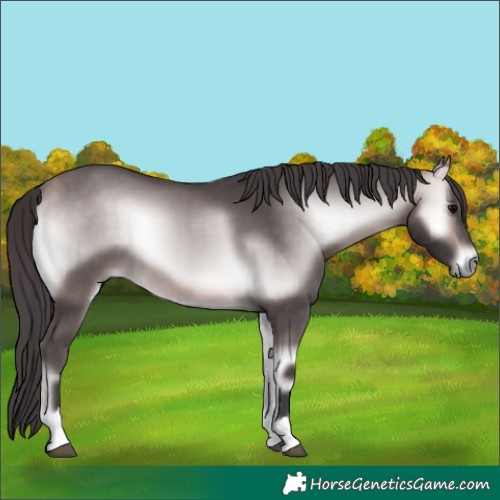 Horse Color:Platinum Buckskin Onyx 