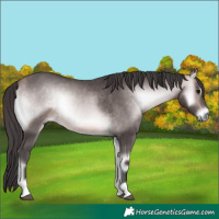 Horse Color:Platinum Buckskin Onyx 