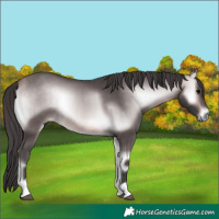 Horse Color:Platinum Buckskin Onyx