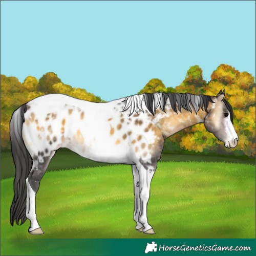 Horse Color:Buckskin Onyx Tobiano Appaloosa 