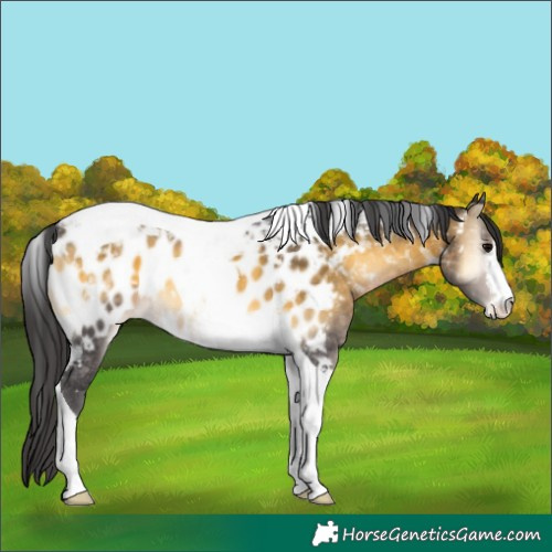 Horse Color:Buckskin Onyx Tobiano Appaloosa 