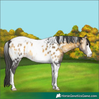 Horse Color:Buckskin Onyx Tobiano Near Leopard 