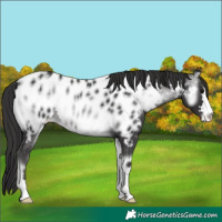 Horse Color:Platinum Buckskin Onyx Near Leopard 