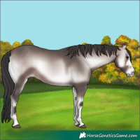 Horse Color:Platinum Brown Onyx