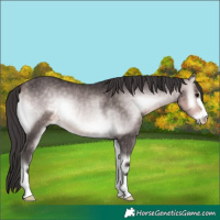 Horse Color:Platinum Buckskin Onyx